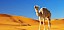 Kamel in der Sahara, blauer Himmel - © stock.adobe.com / jahmaica / #56024540