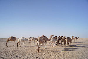 Viele Kamele in der Wüste