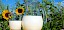 Milchkanne und Milchglas vor einem Sonnenblumenfeld - © CC0 - Pixabay - Couleur
