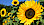 SOnnenblumen im Feld - © pixabay - ulleo