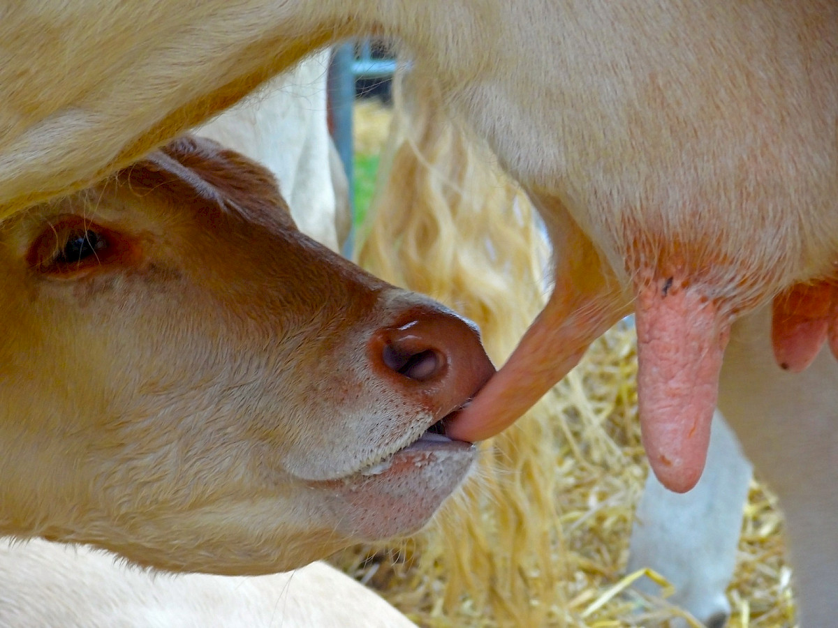 Kuhmilch - Wissenwertes über die Milch unserer Milchkühe