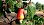 Reife Frucht auf Cashewbaum - © CC0 - Pixabay - sarangib