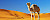 Kamel in der Sahara, blauer Himmel - © stock.adobe.com / jahmaica / #56024540