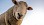 Schaf blickt in die Kameralinse - © CC0 - Pixabay - Skitterphoto