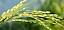 Reispflanze - © CC0 - Pixabay - anhnhidesign