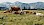 Kühe auf der Weide, eine stehend, die anderen liegend - © CC0 - Pixabay - nemo2014