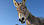 Esel vor blauem Himmel - © Pixabay - JACLOU-DL