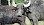 Ein Wasserbüffel mit Marken im Ohr, dahinter ein zweiter, nicht ganz sichtbar - © CC0 - Pixabay - PIX1861