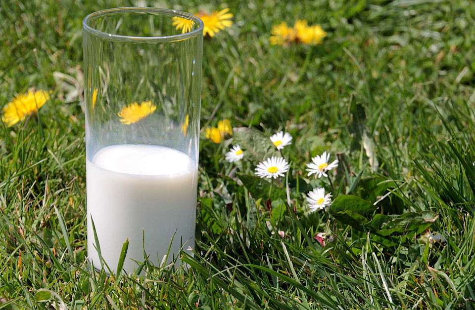 Lagerung und Haltbarkeit von Milch Wissenswertes und Tipps